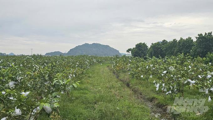 [nongnghiep] Chàng trai sở hữu 10ha cây ăn quả, hái không kịp bán