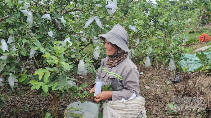 [nongnghiep] Chàng trai sở hữu 10ha cây ăn quả, hái không kịp bán