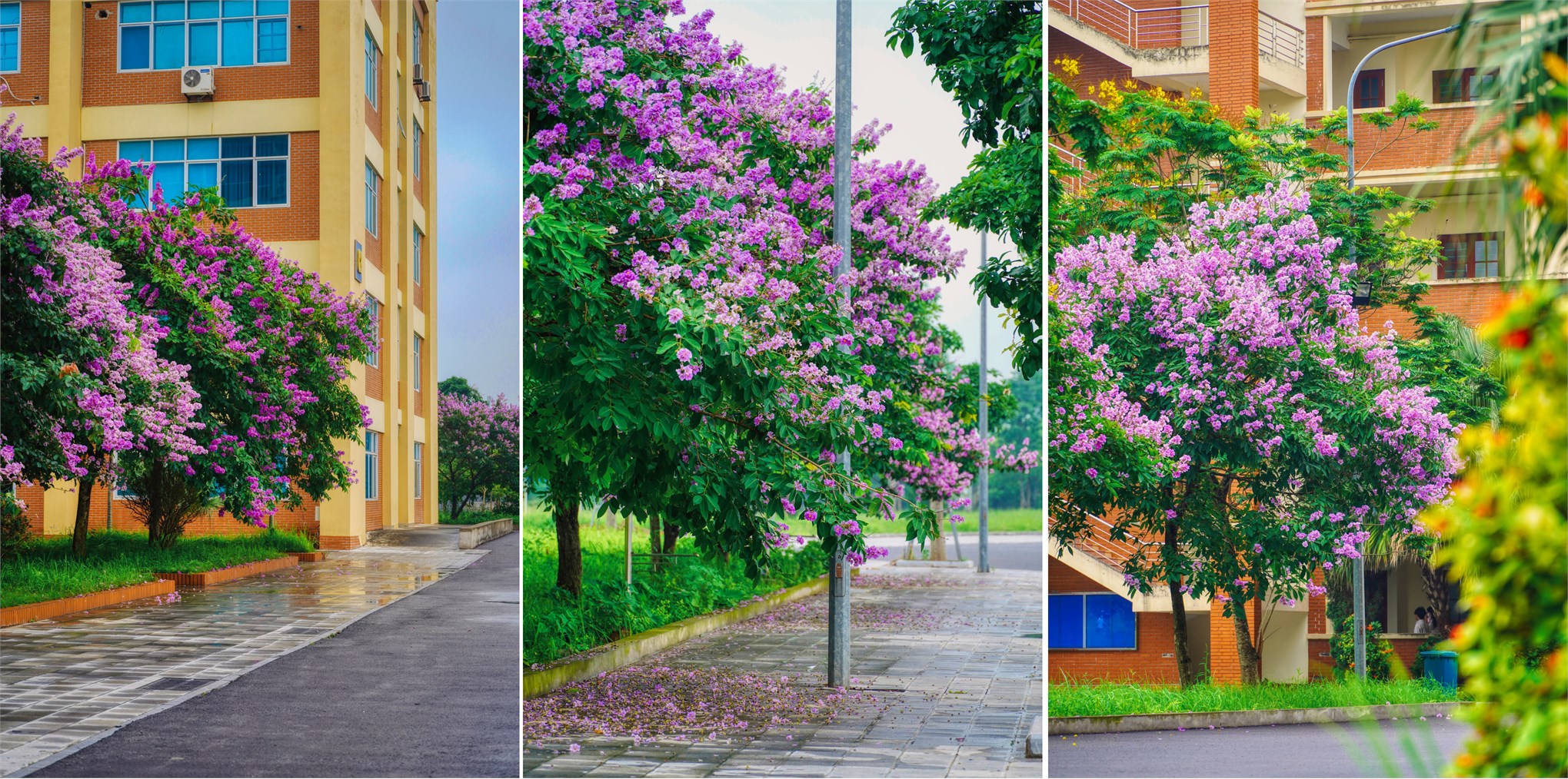 The campus of Hanoi University of Industry bursts into a riot of color as vibrant flowers adorn its pathways and green spaces