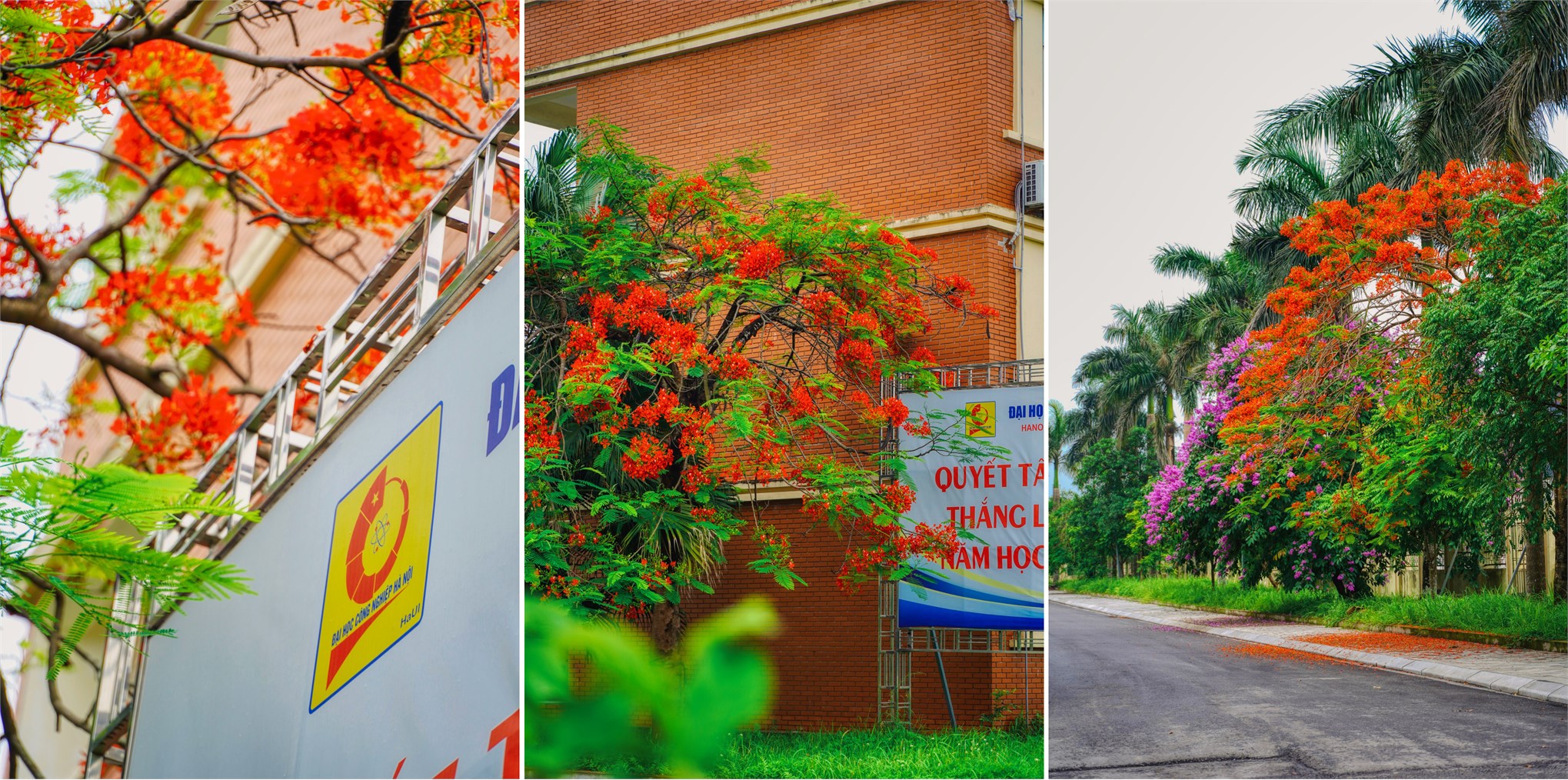 The campus of Hanoi University of Industry bursts into a riot of color as vibrant flowers adorn its pathways and green spaces