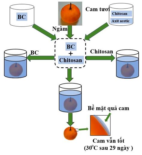 Sinh viên Khoa Công nghệ Hóa chế tạo thành công màng phân hủy sinh học hỗ trợ đóng gói bảo quản trái cây 