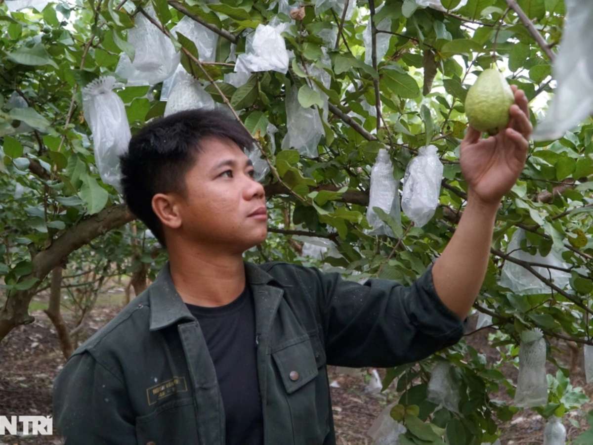 [dantri] Chàng trai rời thủ đô về quê làm nông, mỗi năm thu hơn nửa tỷ đồng