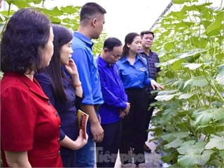 [tienphong] Thanh niên Tuyên Quang khởi nghiệp thành công với nông nghiệp công nghệ cao