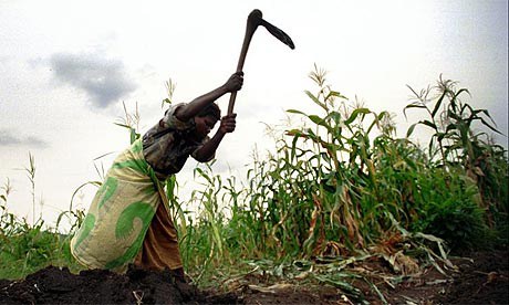 Một nông dân cuốc đất tại Malawi. Ảnh: guardian.co.uk.