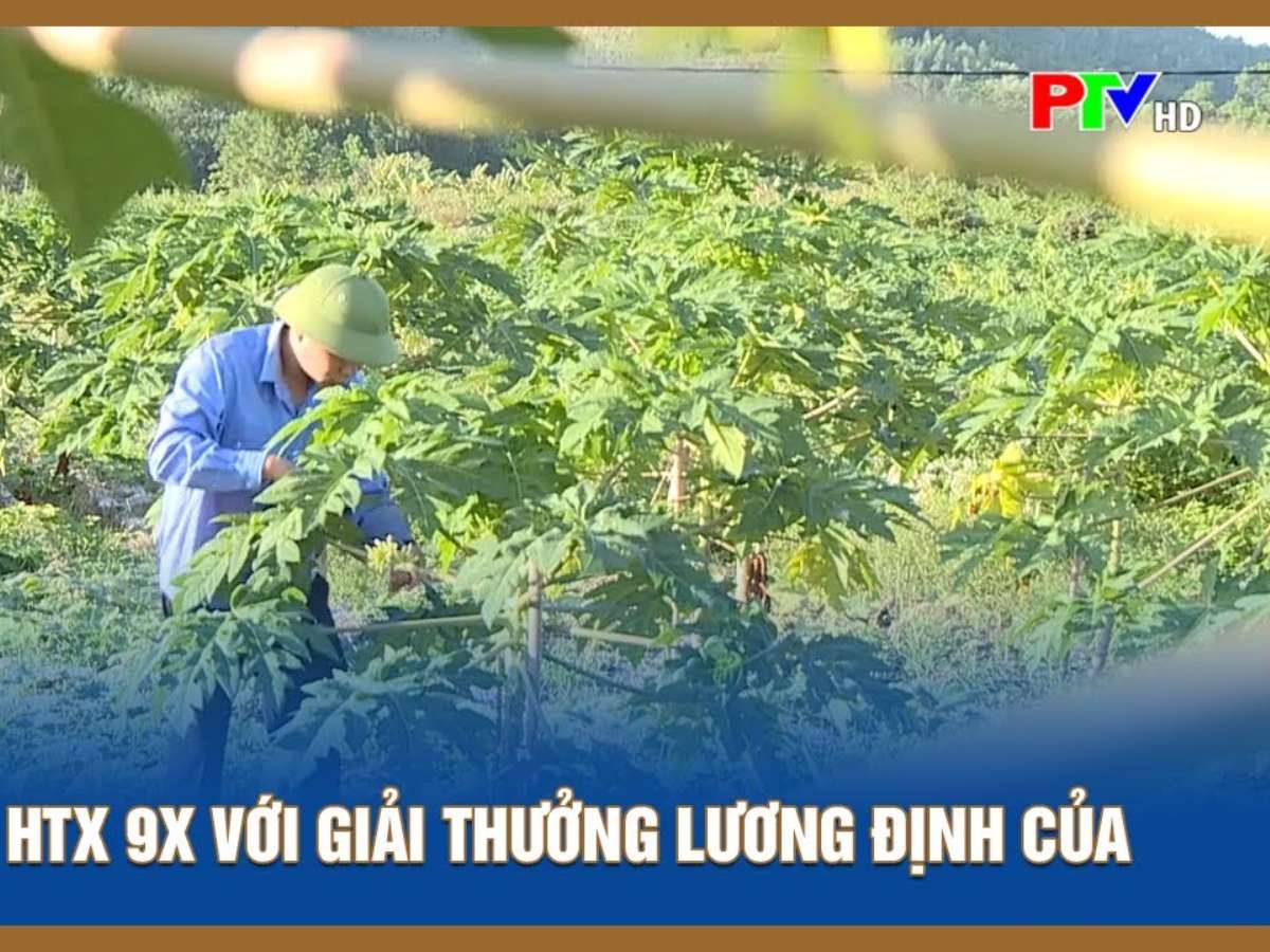 [Truyền hình Phú Thọ] Giám đốc HTX 9x với giải thưởng Lương Định Của